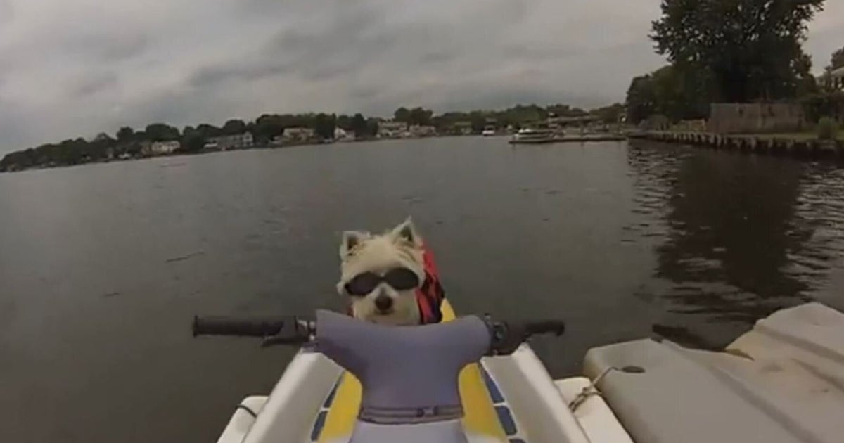 Dog Joins Owner for a Jet Ski Ride HuffPost UK Comedy