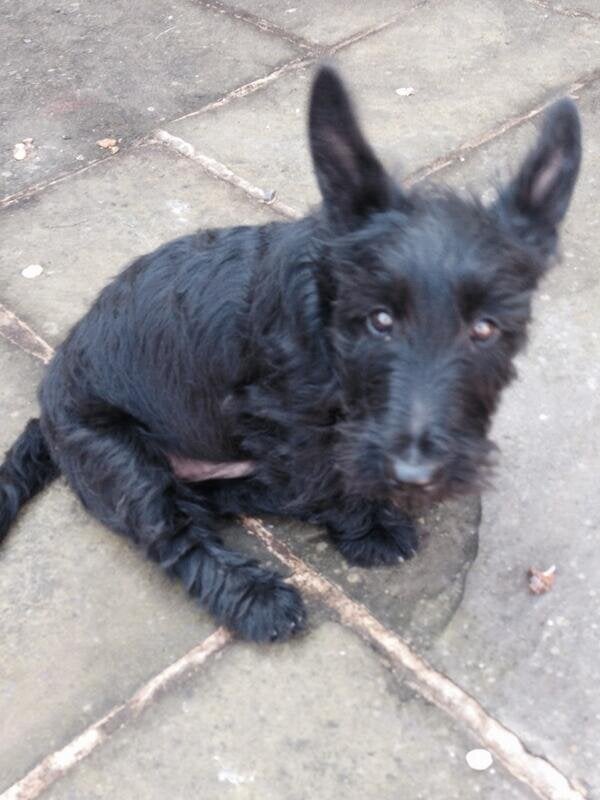 The adorable name for his black dog, Didier Dogba, after Ivory Coast-born football Didier Drogba