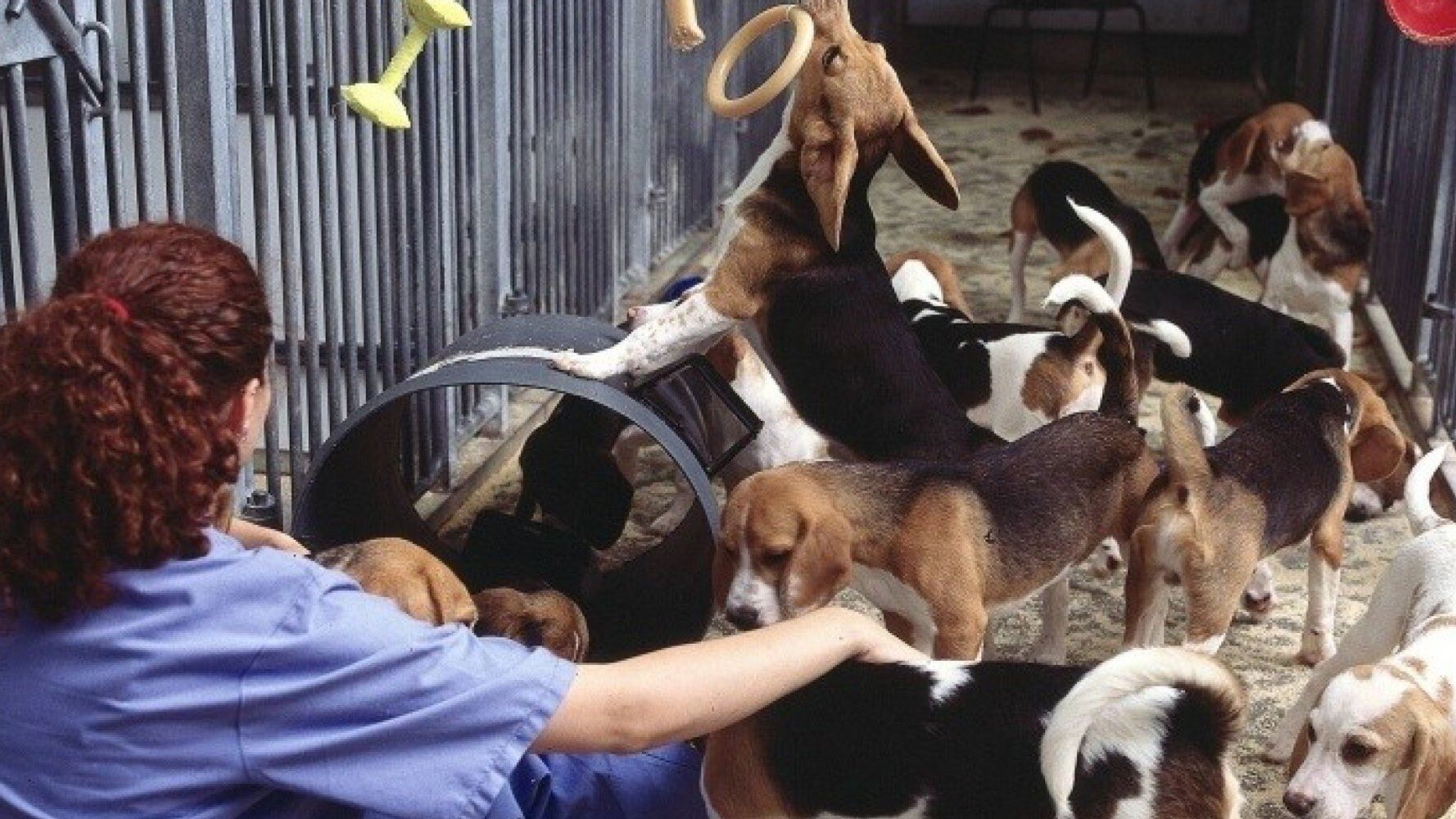Why People Are Wrong to Oppose the New Beagle Breeding Facility | HuffPost  UK News