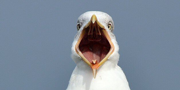 I send you a picture of a seagull with his mouth open all. Hope you like.