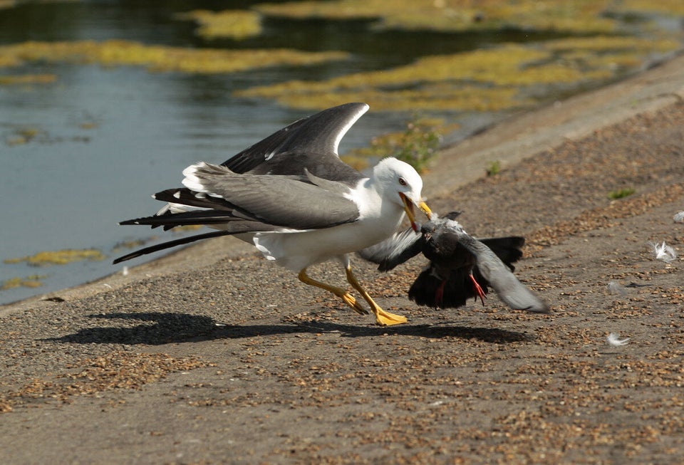 Gull stock - London