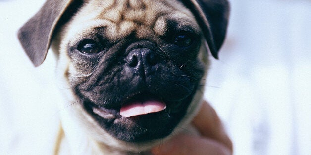 Pug dog