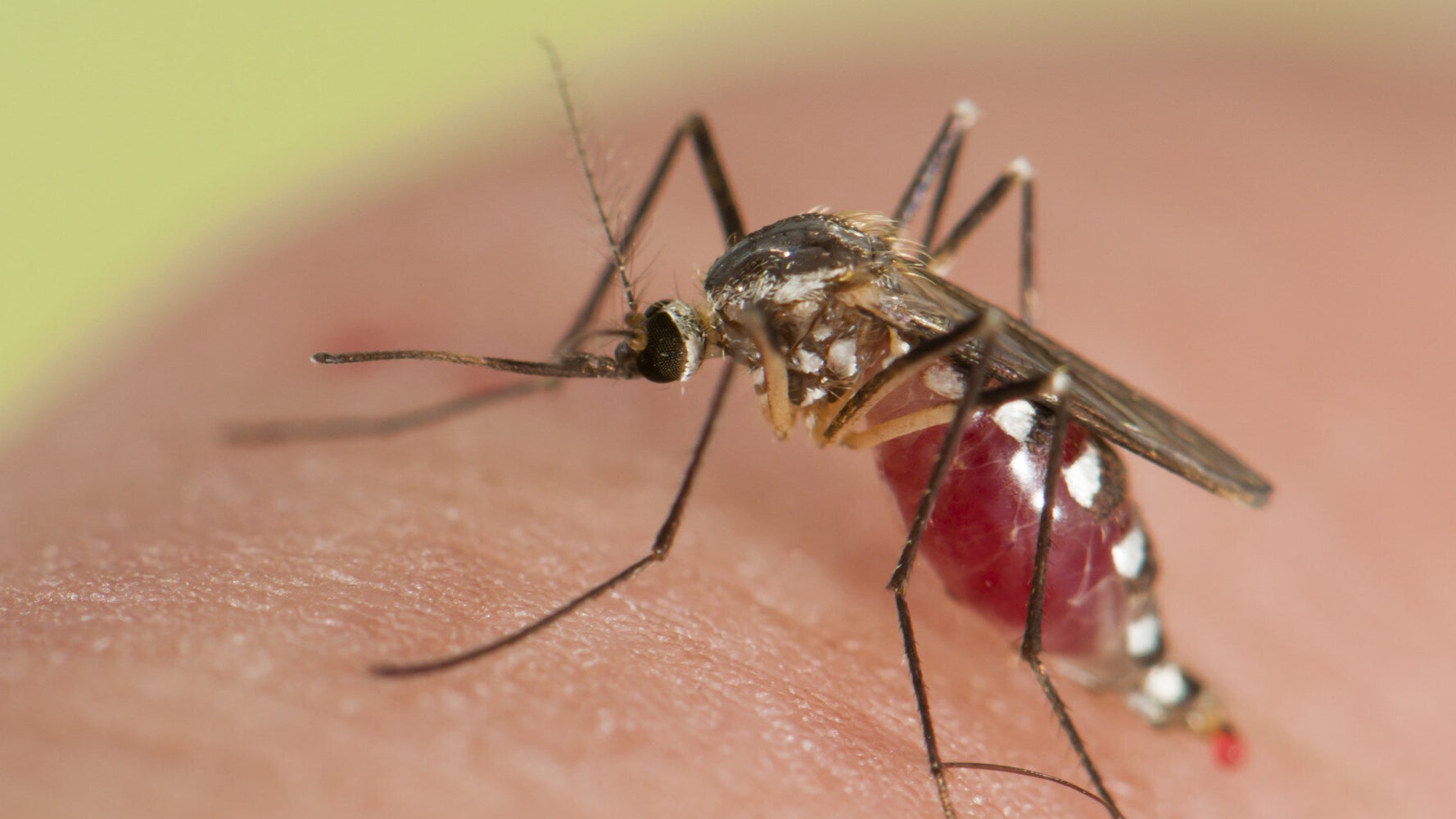 Malaria Vaccine Approved After 30 Years Of Trials | HuffPost UK Life