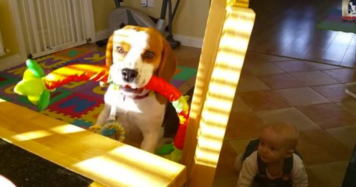 Beagle Adorably Tries To Trade His Toy For His Owner's Breakfast ...