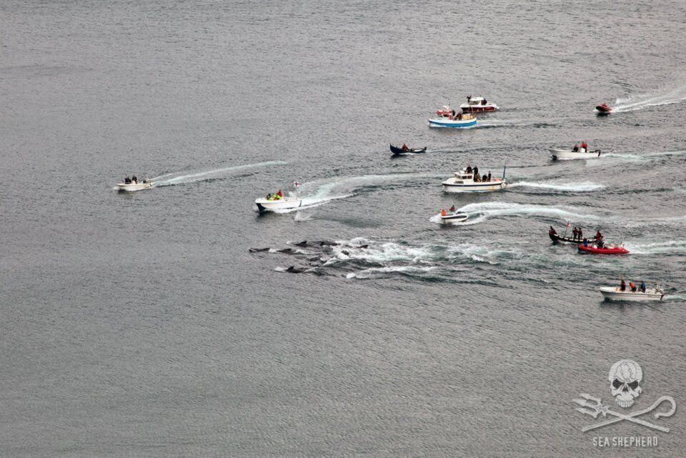 Faroe Islands Whale Slaughter 