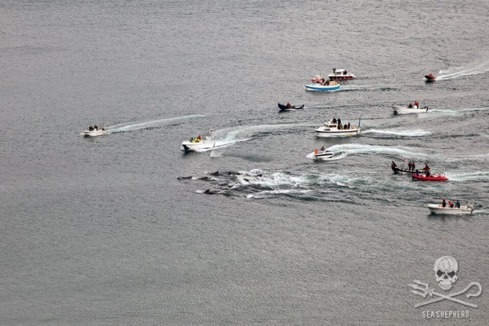 Faroe Islands Whale Slaughter 