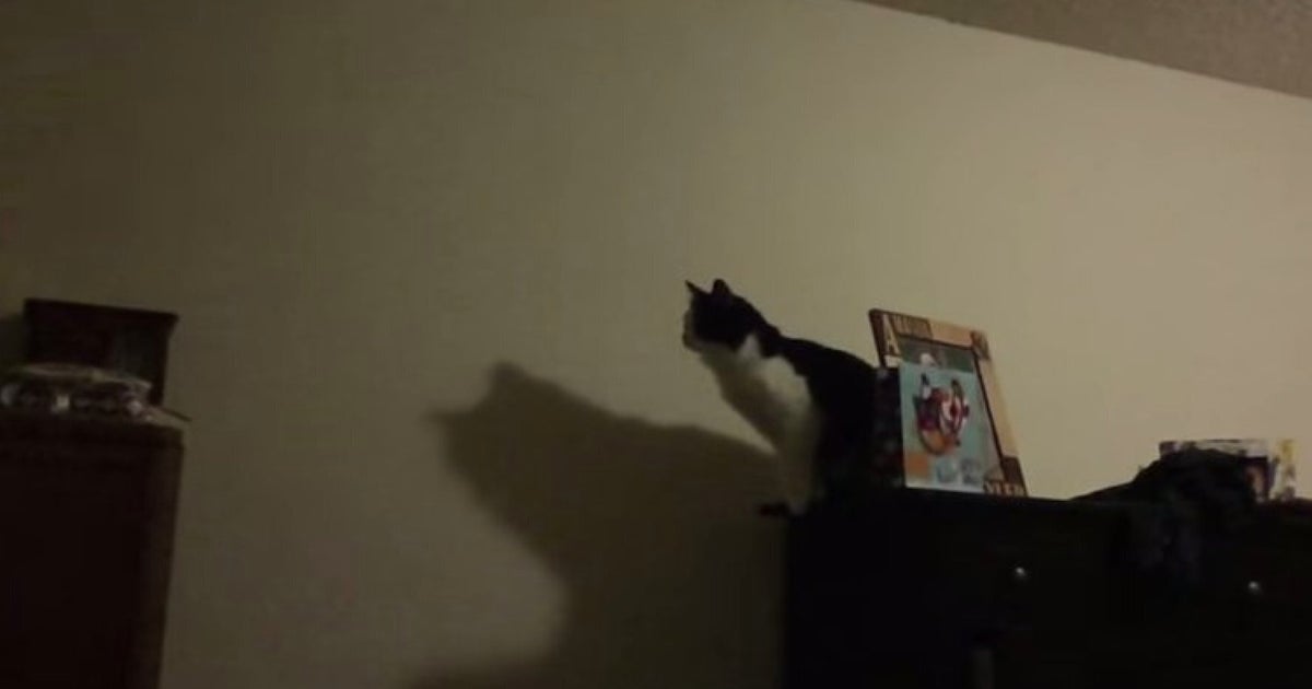 Cat Tries To Jump, Doesn't Exactly Make It HuffPost UK Comedy