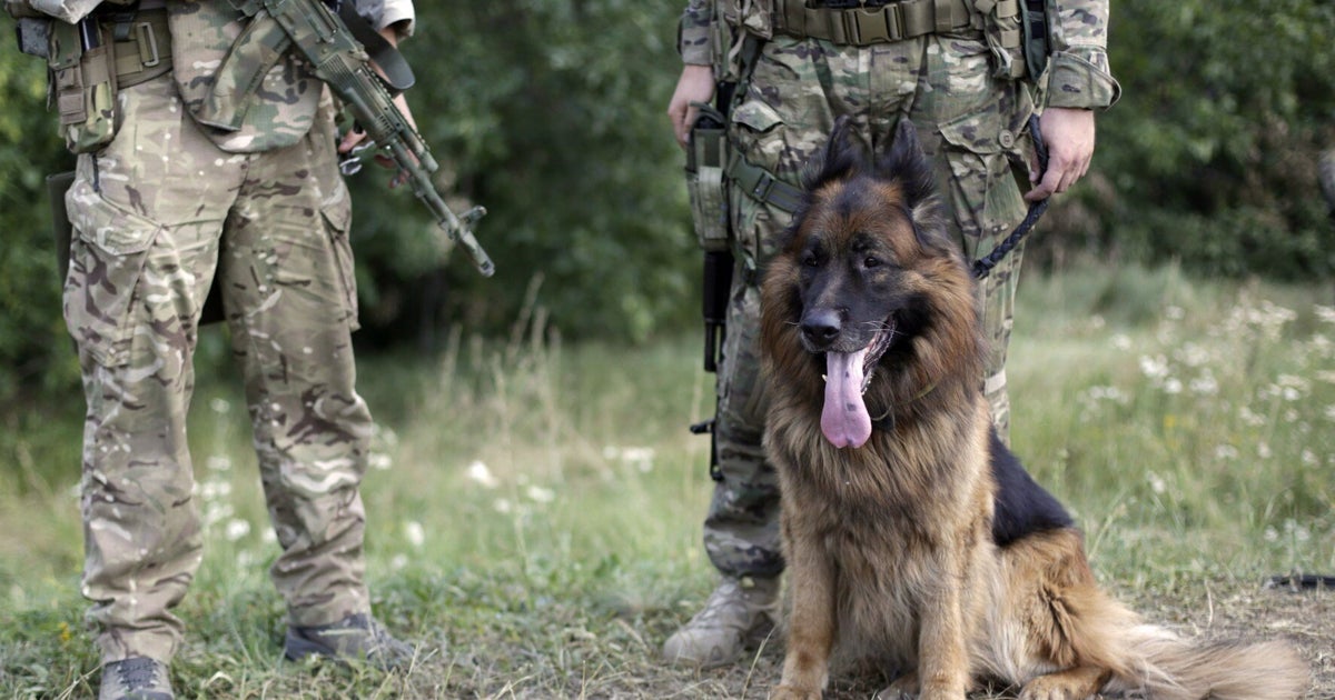 Animals in War: They Didn't Volunteer - They Had No Choice | HuffPost