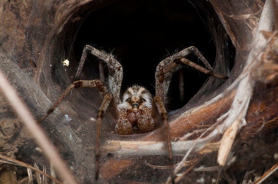 Deadly Animals The Worlds Most Dangerous Places Huffpost Uk - 