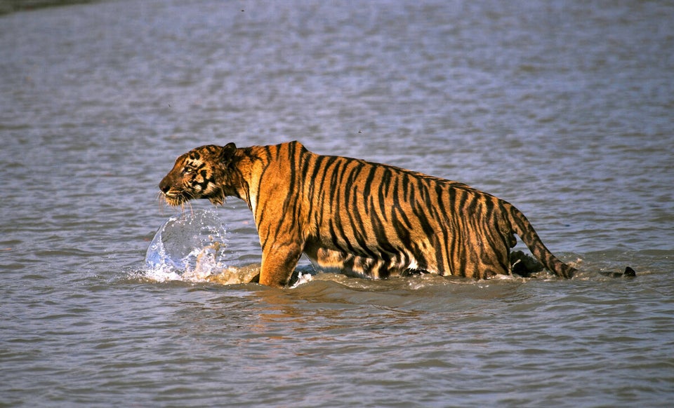 Only 100 tigers left in Bangladesh's famed Sundarbans forest