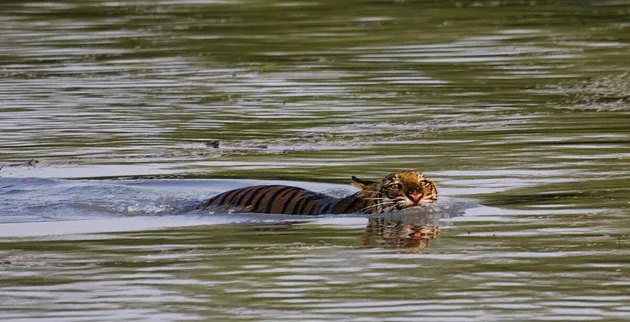 Only 100 tigers left in Bangladesh's famed Sundarbans forest