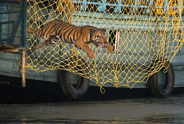 Only 100 tigers left in Bangladesh's famed Sundarbans forest