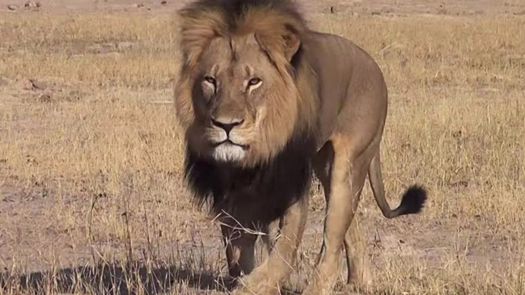 Cecil The Lion Zimbabwe S Famous Big Cat Shot And Killed By Hunter Who Bribed Wildlife Guide Huffpost Uk News