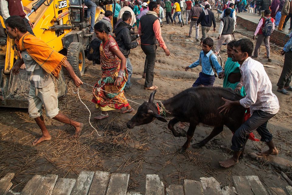 Hindus Gather to perform Gadhimai Festival sacrifice