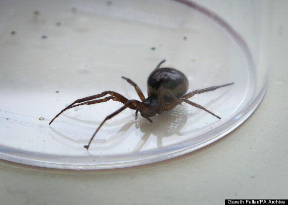 'False Widow Spider Bite' Death Could Be First Ever ...