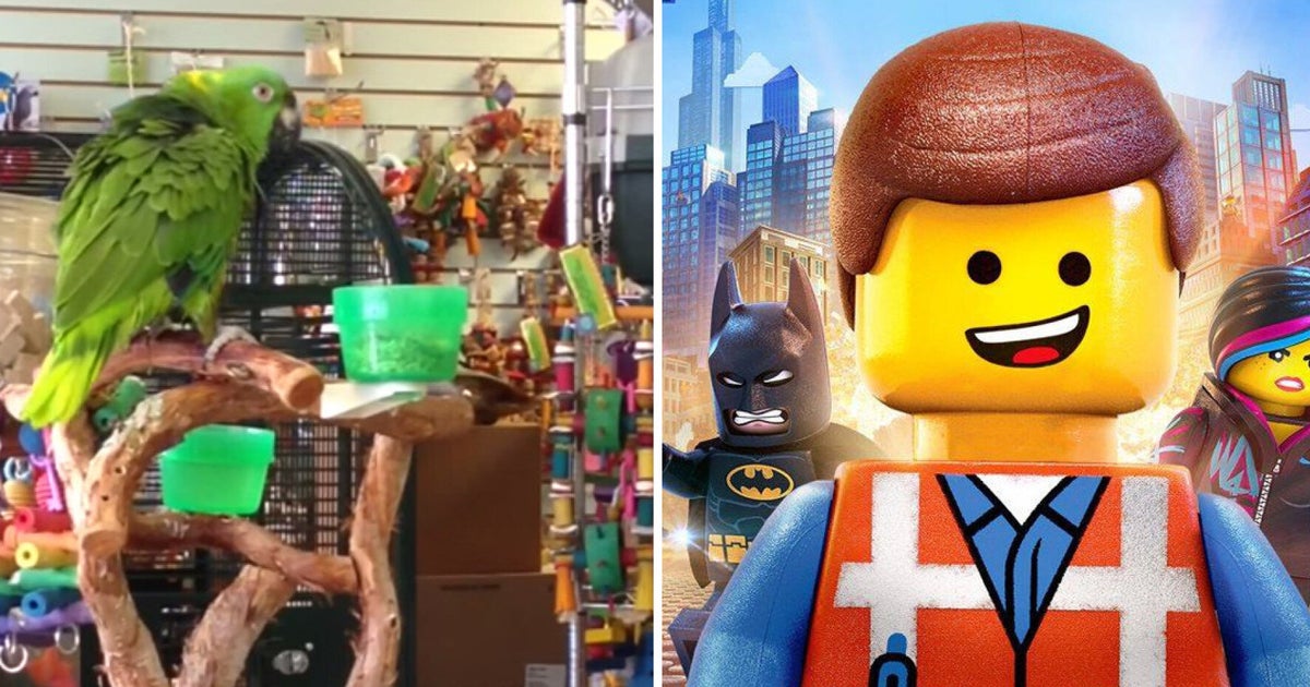 Parrot Sings 'Everything Is Awesome' From The Lego Movie HuffPost UK(00)