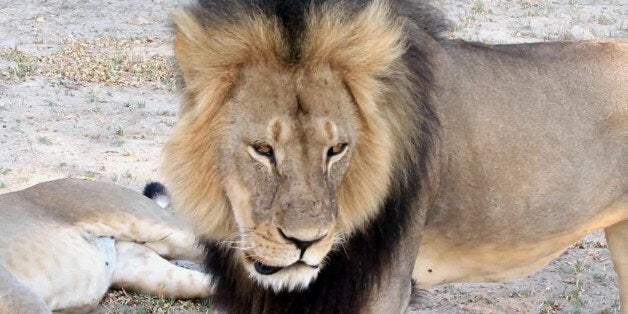 In this frame grab taken from a November 2012 video made available by Paula French, a well-known, protected lion known as Cecil strolls around in Hwange National Park, in Hwange, Zimbabwe. Zimbabwean police said Tuesday, July 28, 2015 they are searching for Walter James Palmer, an American who allegedly shot Cecil with a crossbow while on a big game hunt in a killing that has outraged conservationists and others. (Paula French via AP)