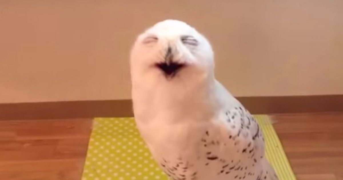 This Smiling Owl Is Both Absolutely Adorable And Slightly Awkward ...