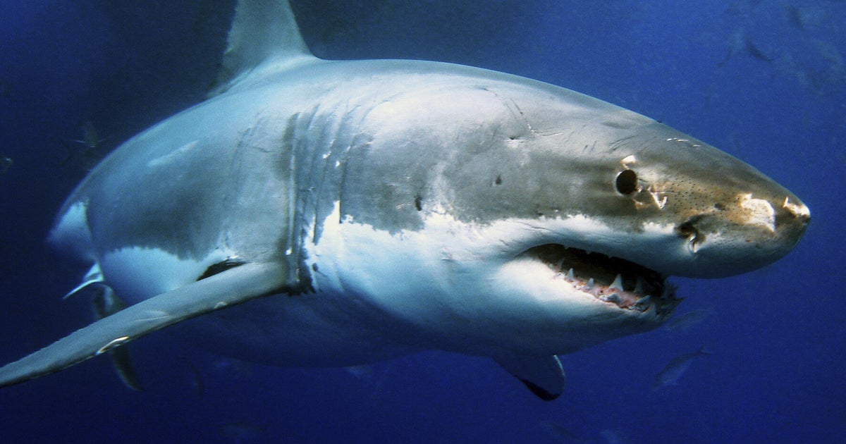 british-sharks-in-troubled-waters-huffpost-uk-news