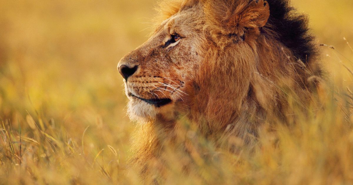 Cecil - The Lion Martyr? | HuffPost UK News