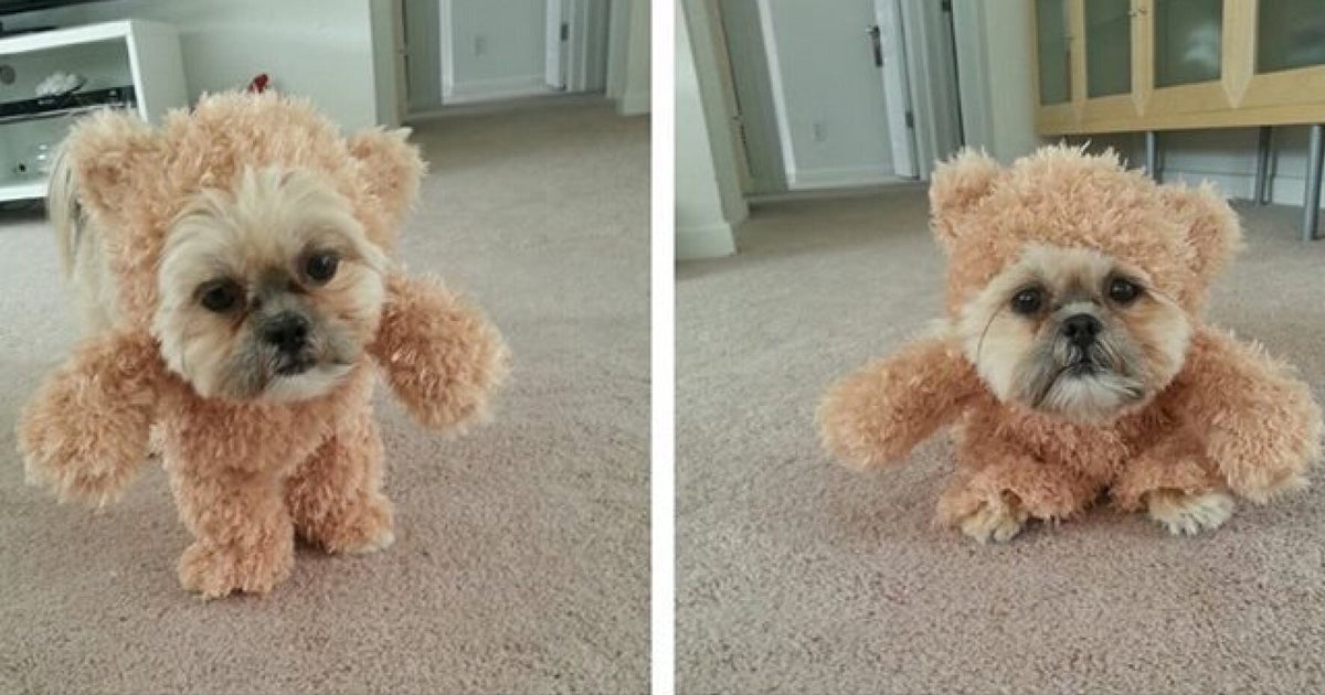 This Shih Tzu Dressed As A Teddy Bear Is The Best 11Second Video You