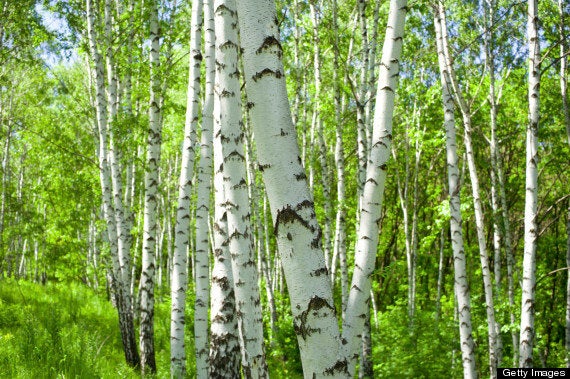 Forget Coconut Water: Why We'll All Be Drinking Water From Birch Trees This  Summer