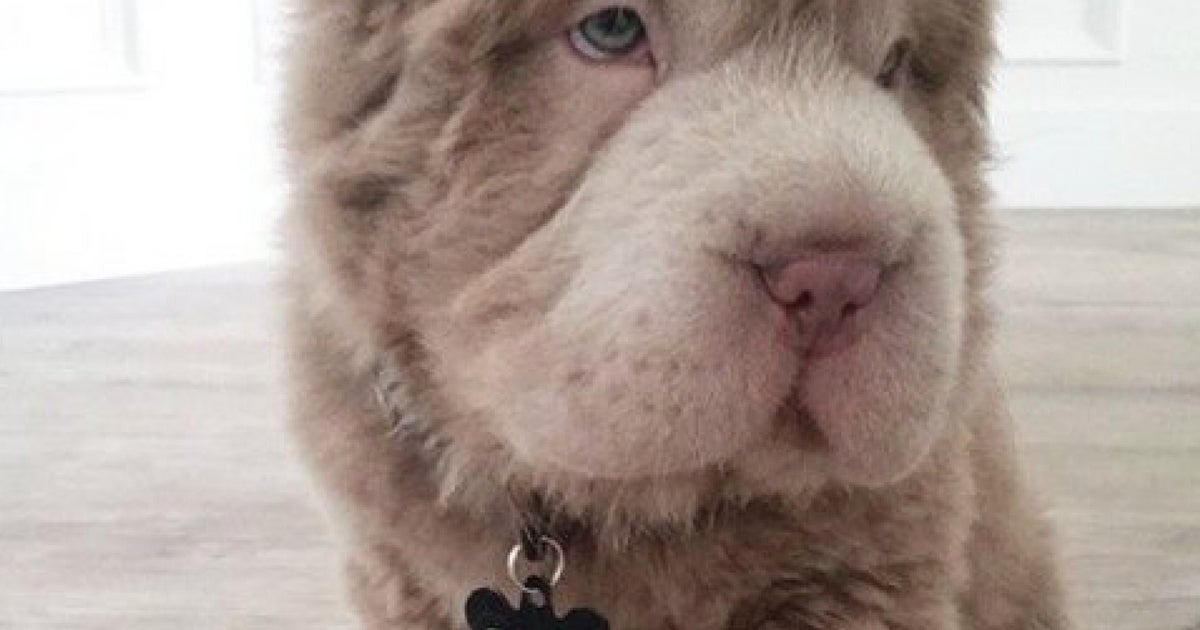 meet-tonkey-the-puppy-that-looks-like-a-teddy-bear-who-s-taking-over