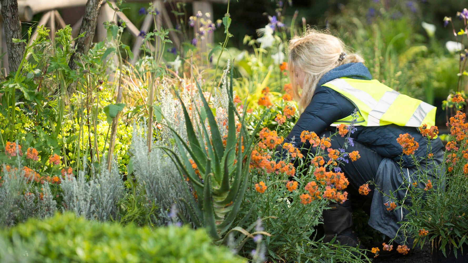 Chelsea Flower Show RHS Opening Times, Ticket Prices, Pictures And