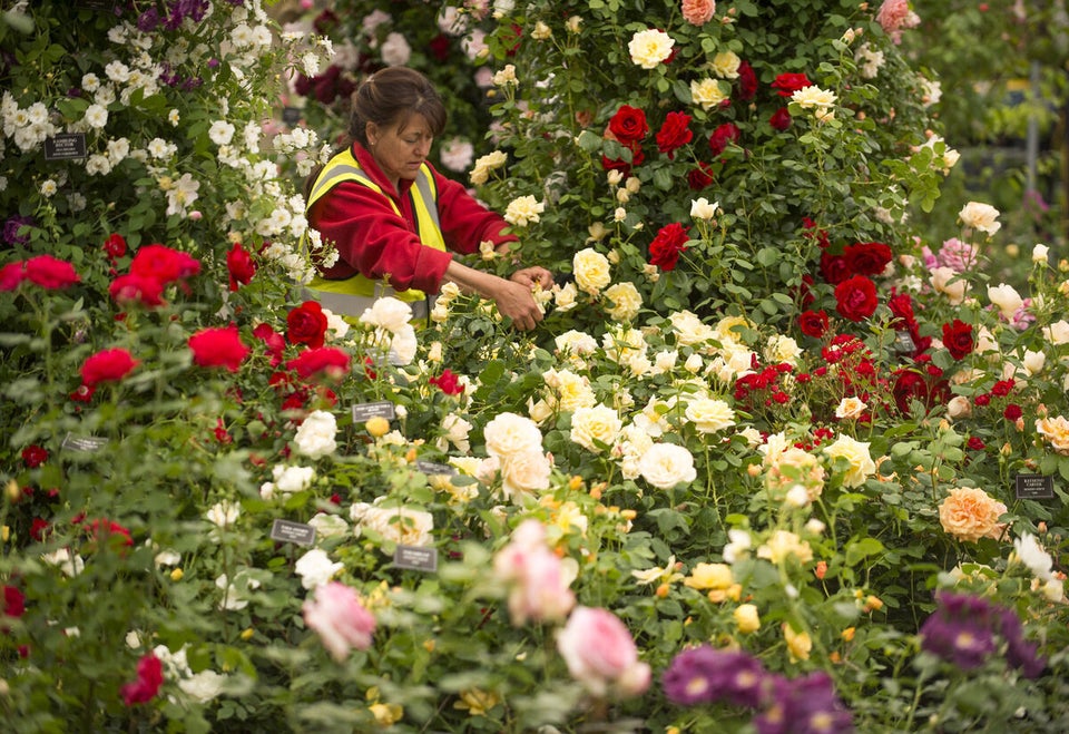 RHS Chelsea Flower Show 2015