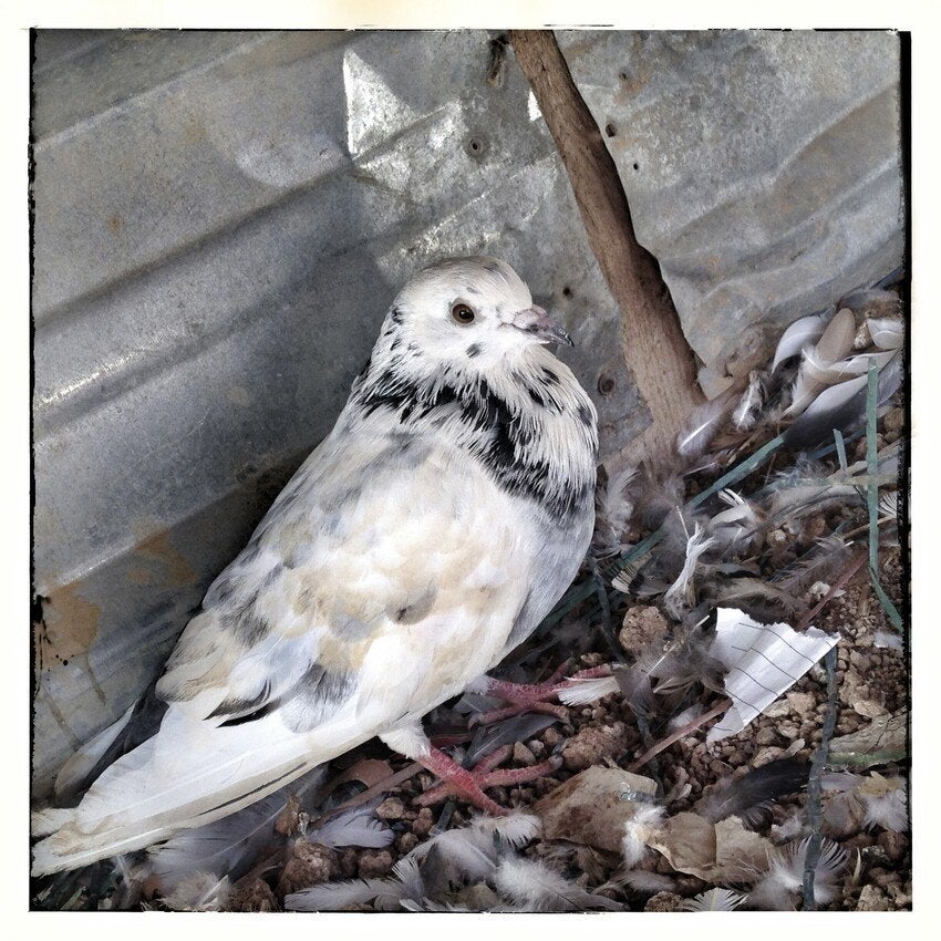 Pigeons in Za'atari refugee camp.