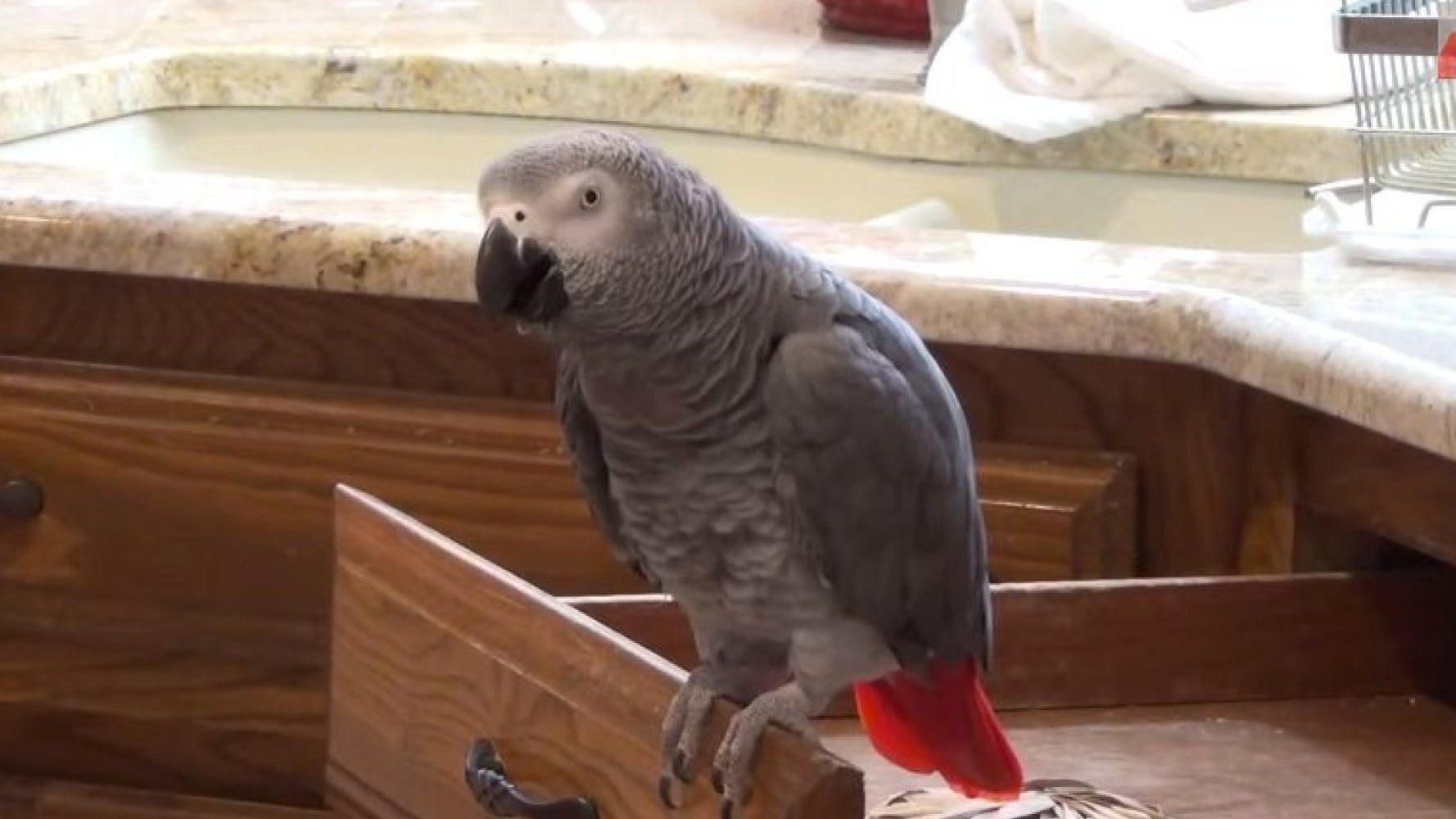 Einstein The Parrot Does A Great Matthew McConaughey Impression