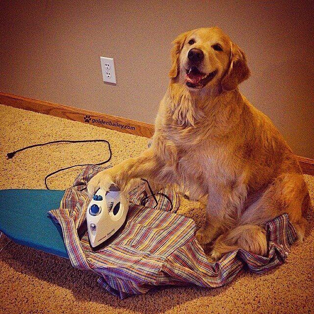 Doing the ironing