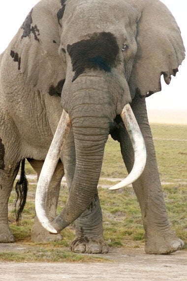 Treating a Giant Bull Elephant Named