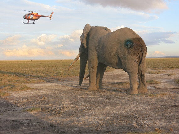 Treating a Giant Bull Elephant Named