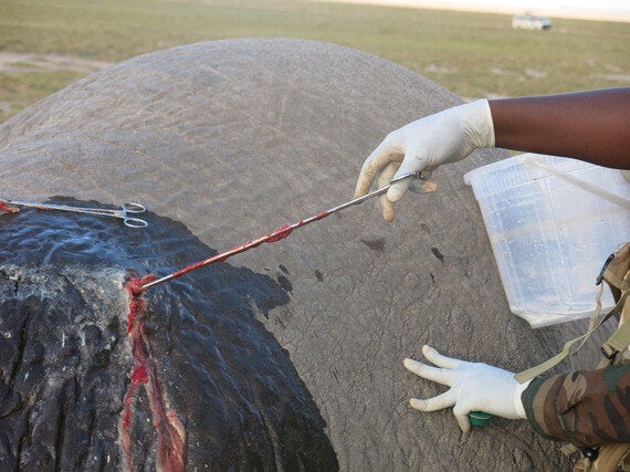 Treating a Giant Bull Elephant Named