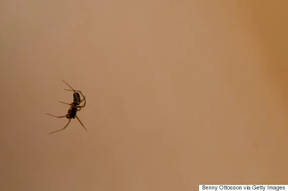 Raining spiders in Goulburn: Australia's freak event explained