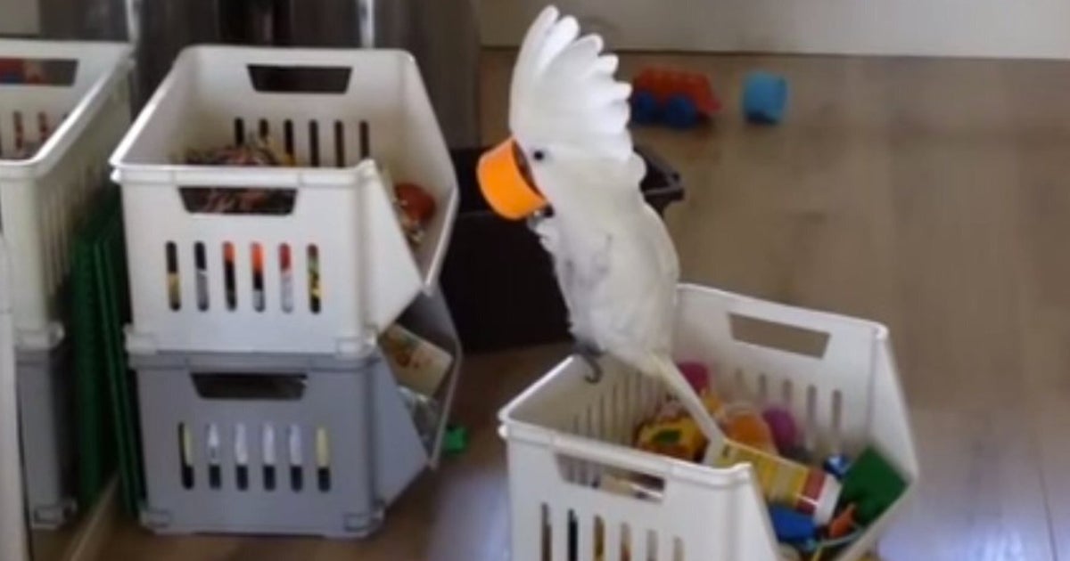 This Video Of A Cockatoo Yelling Into A Cup Is Short, But OhSoSweet