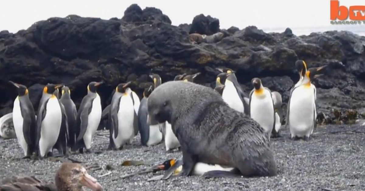 Seals Forcing Sex On Penguins Filmed In Shocking Antarctic Video