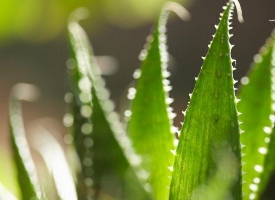 Aloe Vera 