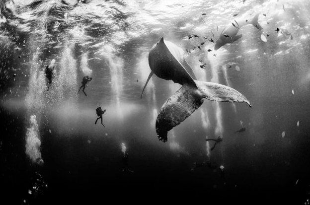 First place: Whale Whisperers; Revillagigedo Islands, Mexico