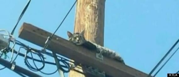 Worker Rescues Cat Then Throws It To The Ground HuffPost UK