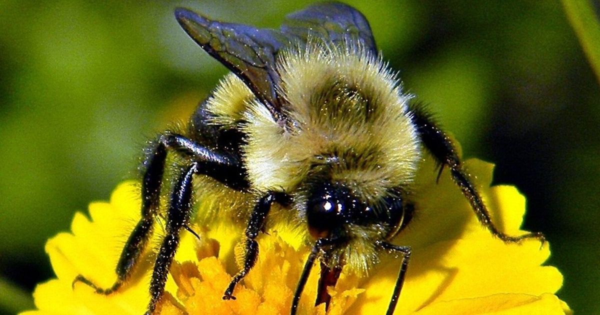 Everything You Need To Know About The Decline Of Bees In One