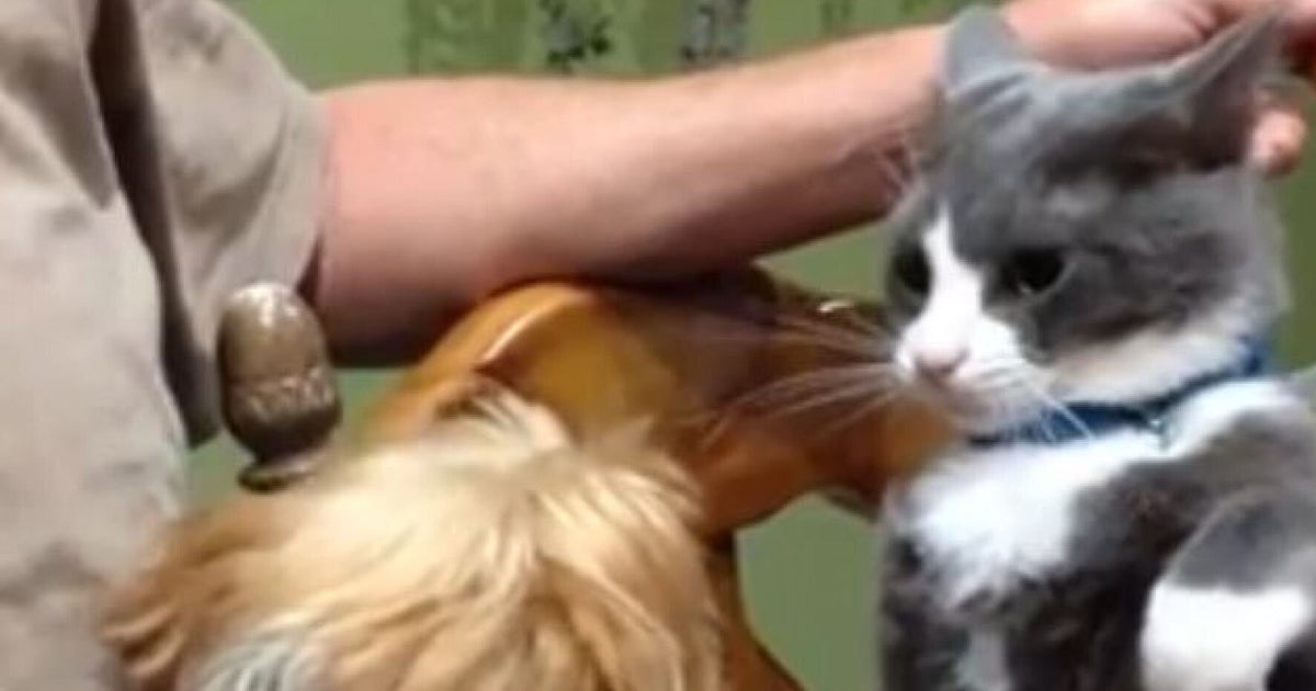 15 Cats Who Are Totally Not Afraid Of Dogs HuffPost UK Comedy
