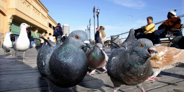 Pigeons and Seagulls have plenty of human company during the mild weather on the Atlantic City Boardwalk, Saturday, Jan. 28, 2006, in Atlantic City, N.J. (AP Photo/Mel Evans)