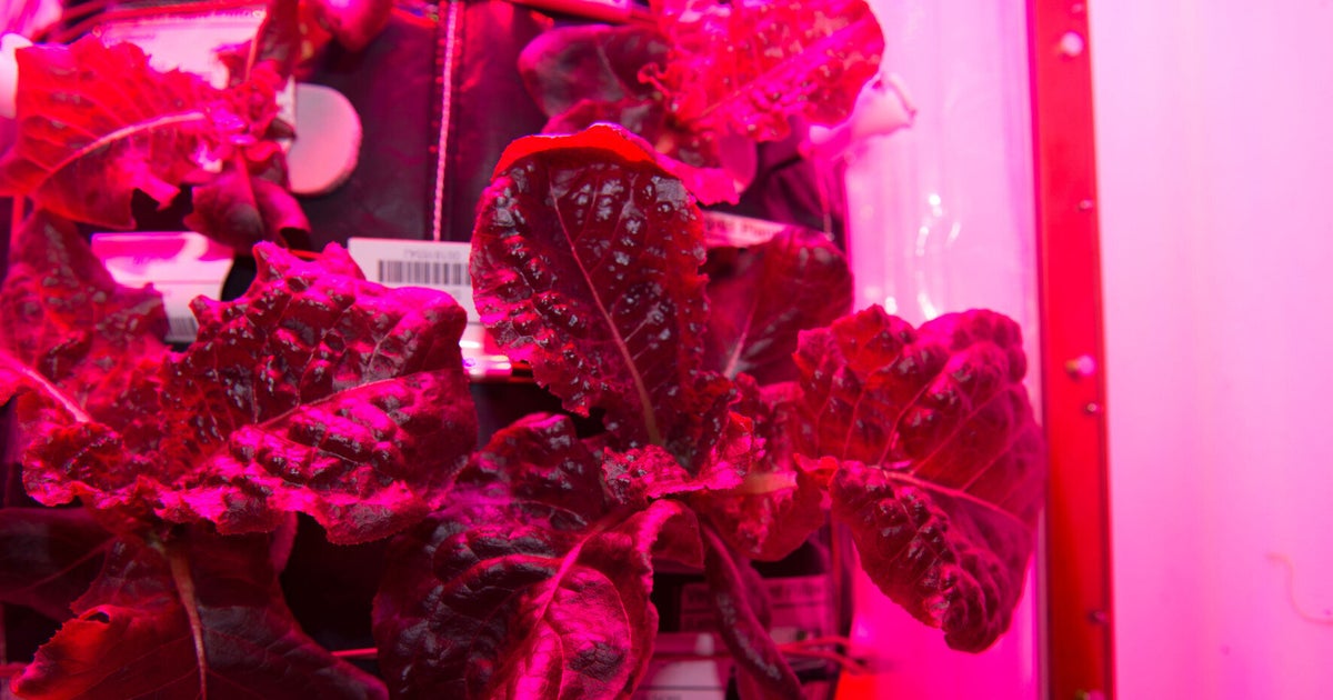 NASA's International Space Station Astronauts Eat Vegetables Grown In ...