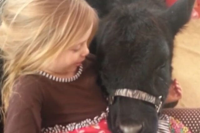 Girl Lets Cow In Living Room