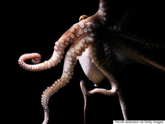 Sucker for soccer: octopus predicts World Cup finalist