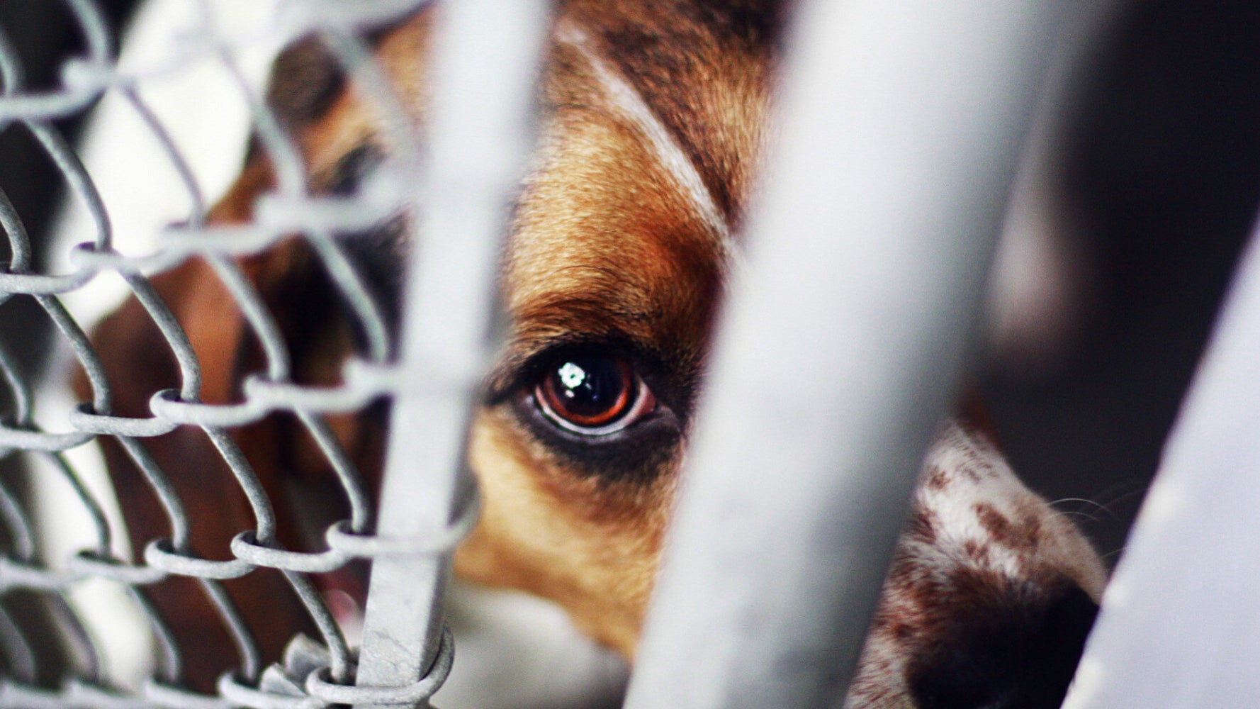 Outdated and Unreliable: Cosmetic Testing on Animals | HuffPost UK Life Outdated and Unreliable: Cosmetic Testing on Animals | HuffPost UK Life