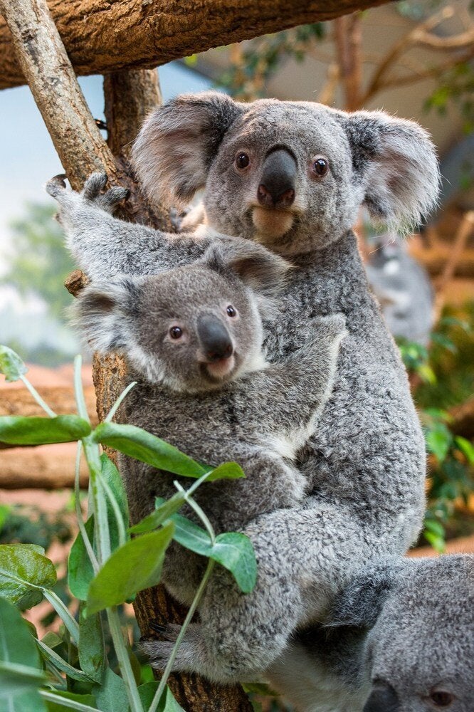 FRANCE-BIRTH-PARK-KOALA