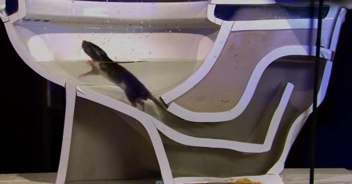 Rat Video Shows How Easily The Rodents Can Climb Into Your Toilet HuffPost UK News